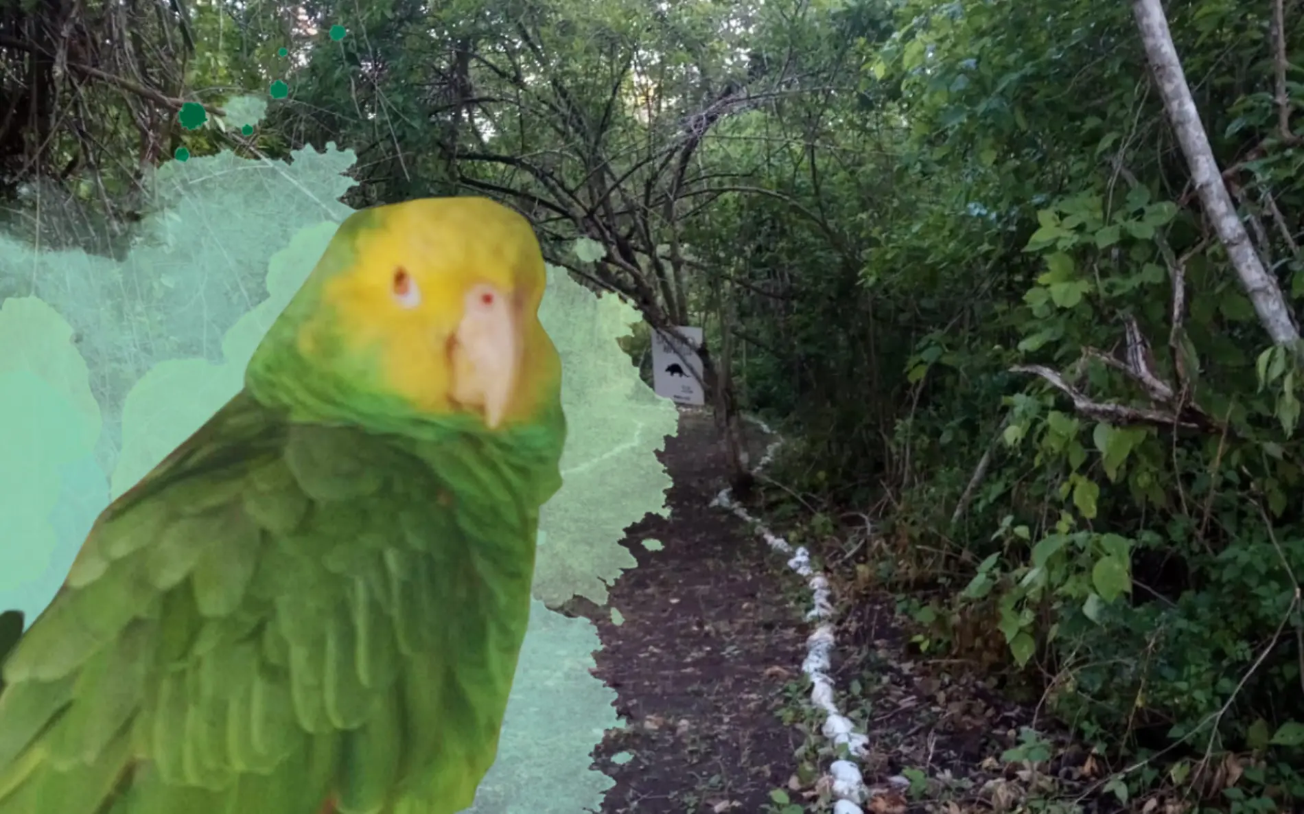 Loro huasteco especie en extinción por deforestación y destrucción del medio ambiente Gustavo García (1)